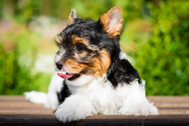 Yorkshire terrier puppy stuck out its tongue