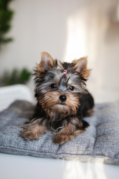 Yorkshire terrier puppy