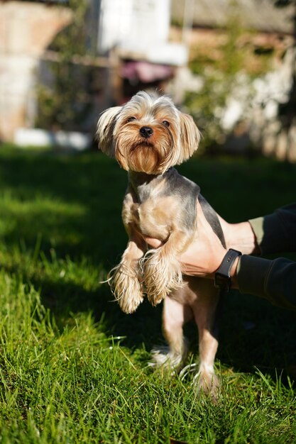 Yorkshire terrier sits in the guy's arms, staring into the camera on a sunny summer afternoon