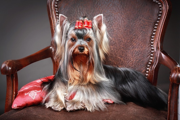 Yorkshire Terrier sitting on a chair