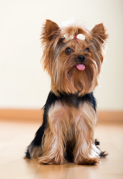 Yorkshire Terrier sitting on  floor