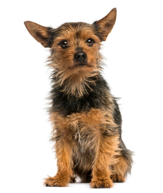 Yorkshire Terrier sitting isolated on white