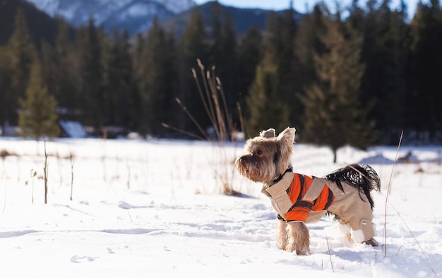 Yorkshire terrier in the snow wearing overalls