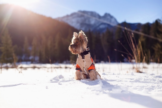 Yorkshire terrier in the snow wearing overalls