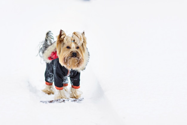 雪の中でヨークシャーテリア