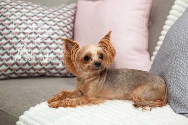 Photo yorkshire terrier on the sofa