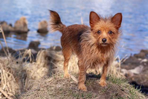 Yorkshire Terrier staat op de heuvel aan het water