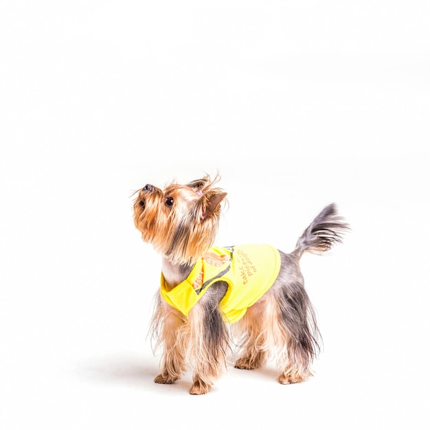 Photo yorkshire terrier standing against white background