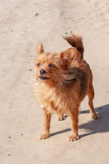 ヨークシャー テリアは田舎道に立つ 長い茶色の犬の毛と大きな耳 日当たりの良い垂直