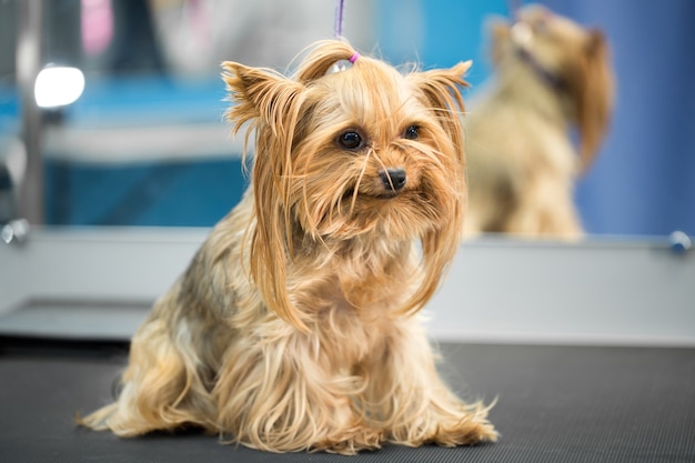 Yorkshire Terrier stands on a table in a veterinary clinic. Portrait of a small dog in the hospital on the table before examination