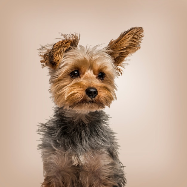 Yorkshire terrier in strong wind against beige background