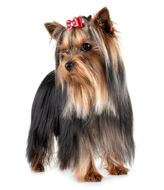 Yorkshire terrier in studio