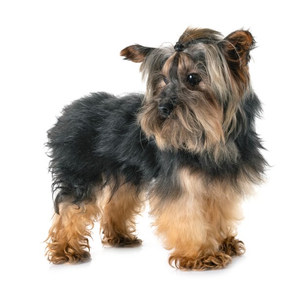 yorkshire terrier in studio