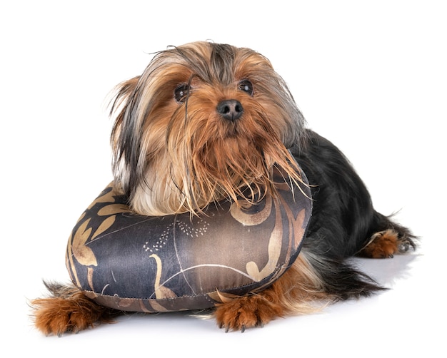 yorkshire terrier in studio