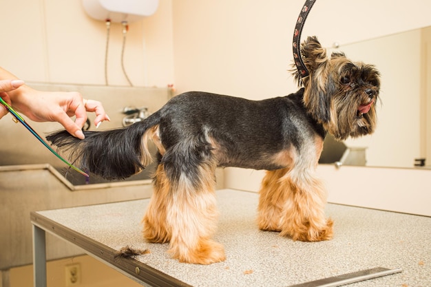 The yorkshire terrier tied up with a safety belt stands on a table at the salon The groomer trims the tail of a dog