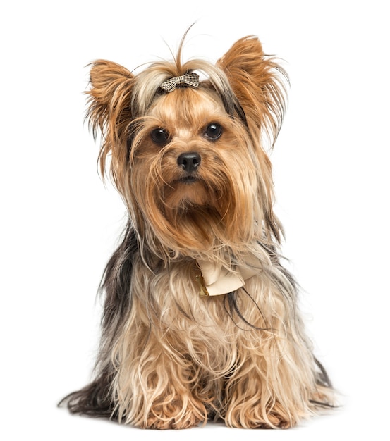 Yorkshire Terrier vergadering dragen bogen geïsoleerd op wit