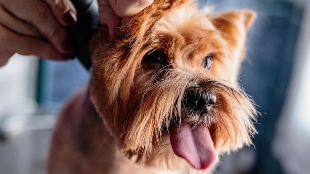 Yorkshire terrier verzorging en borstelen thuis door professionele trimmer