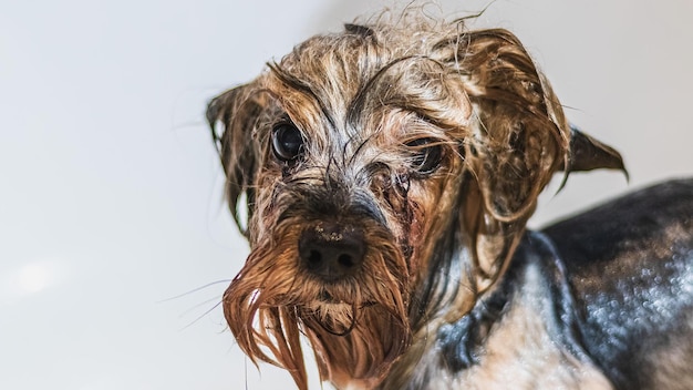 Yorkshire terrier verzorging en borstelen thuis door professionele trimmer