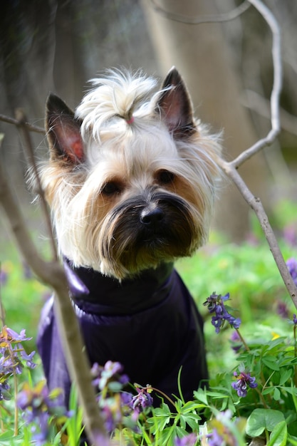 Yorkshire terrier in violet wear on grass with flowers in the forest