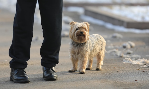 Yorkshire terrier volbloed hond voor een wandeling