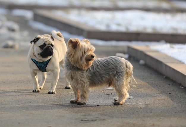 Yorkshire terrier volbloed hond voor een wandeling