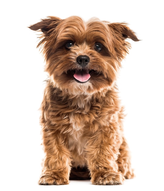 Yorkshire terrier voor een witte muur