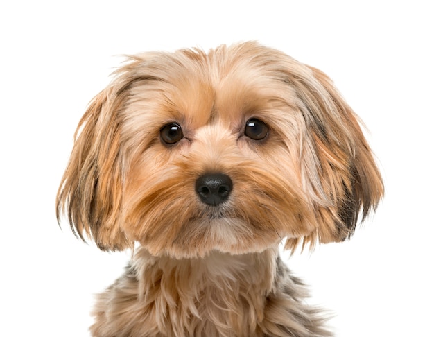 Yorkshire terrier voor een witte muur