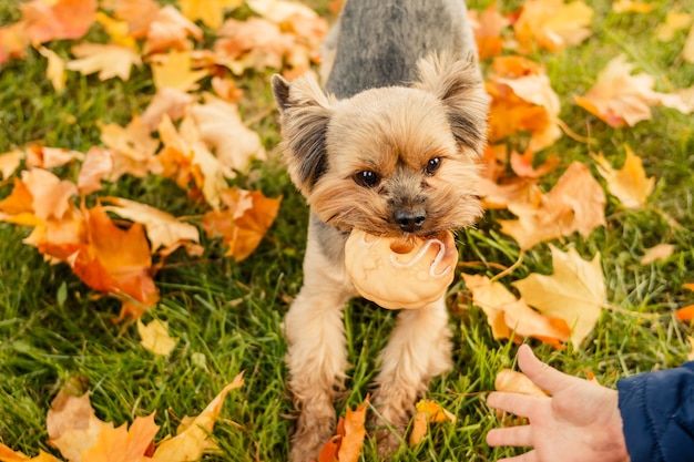 Yorkshire terrier in una passeggiata nel parco d'autunno