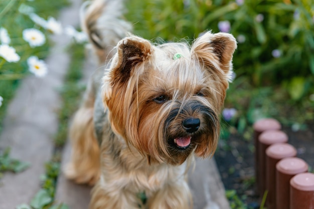 Yorkshire Terrier walking among flowers