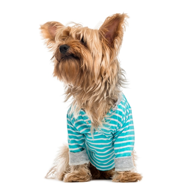 Yorkshire Terrier wearing a striped bleu shirt