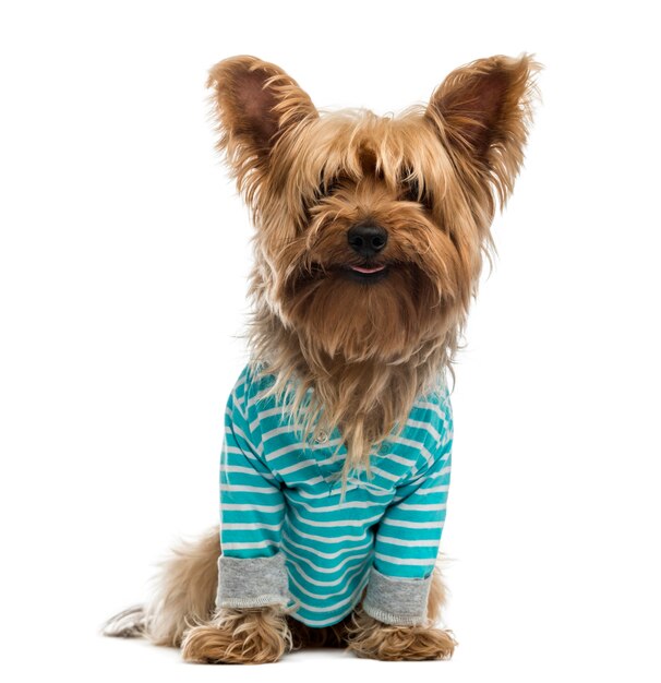 Yorkshire Terrier wearing a striped bleu shirt