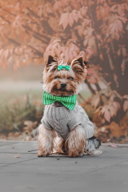 Yorkshire Terrier wearing a sweater in the autumn background