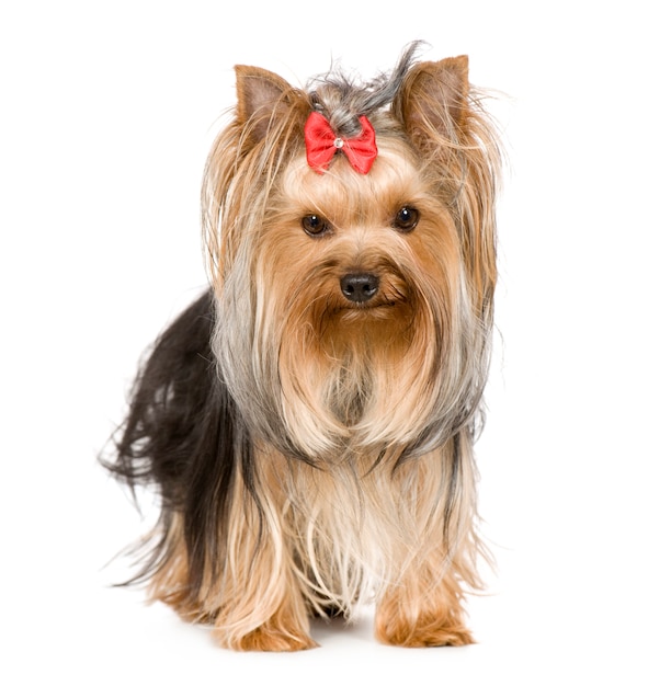 Yorkshire Terrier with 15 months. Dog portrait isolated