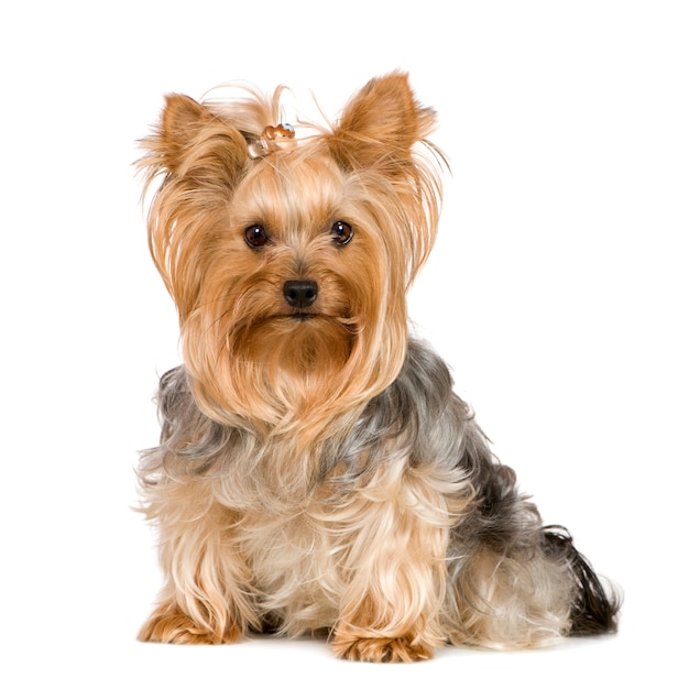 Yorkshire Terrier with 2 years. Dog portrait isolated