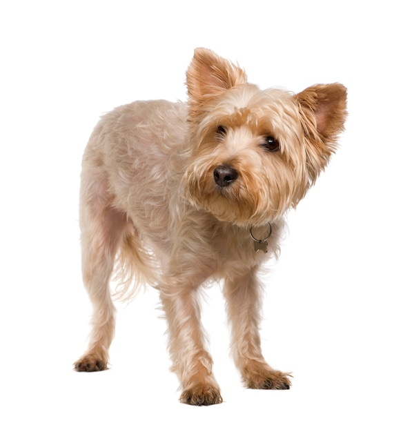 Yorkshire Terrier with 3 years. Dog portrait isolated