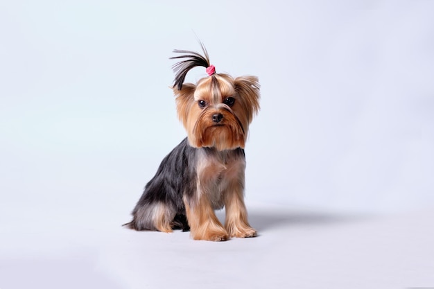 Yorkshire terrier with a beautiful haircut after the care of a specialist