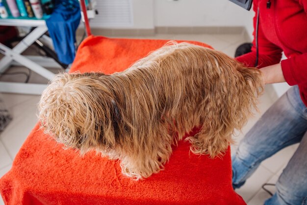 Yorkshire terrier with grooming master in salon