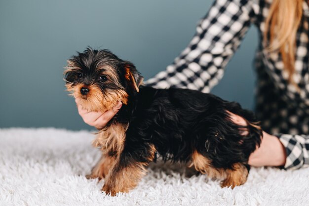 Yorkshire Terrier with Long hair Looks into Camera Small Puppy Stands on its Paws