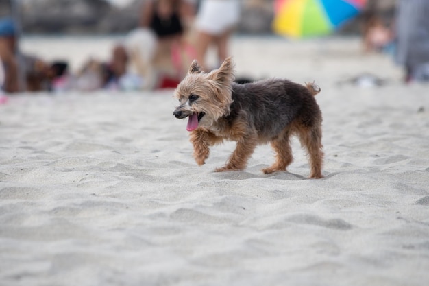 Yorkshire terrier yorkie mix dog playing and swimming at the beach