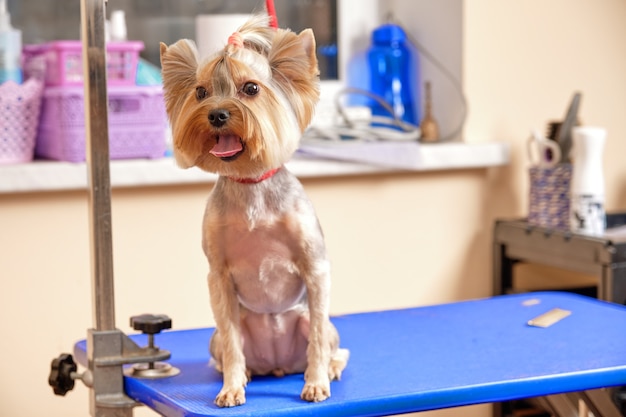 Yorkshire terrier zit in de trimsalon op tafel na de procedures