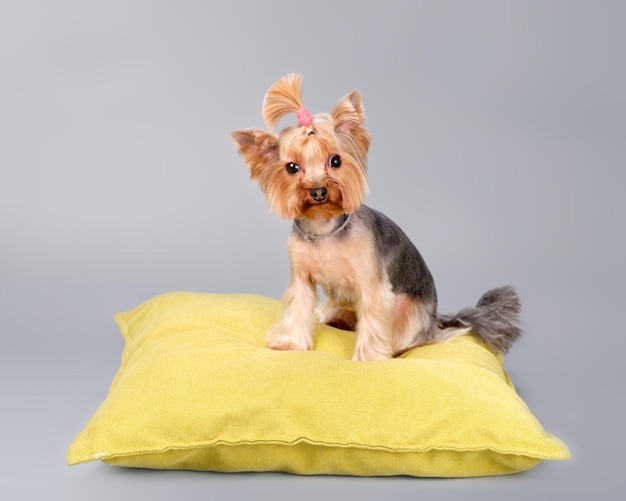 Yorkshire terrier zittend op een geel kussen op een grijze achtergrond