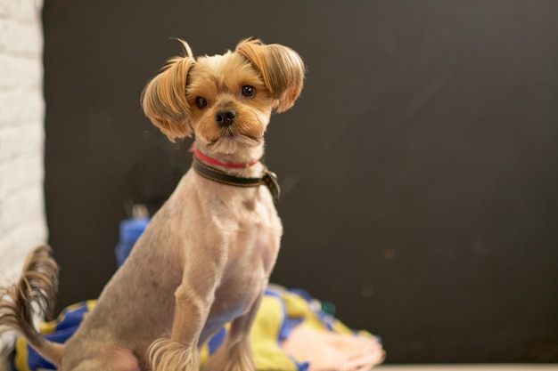 Yorkshire Terrier zittend op een tafel close-up