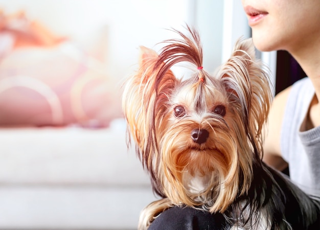 Yorkshire terrier zittend op womas is schoot