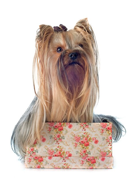 yorkshire terrier