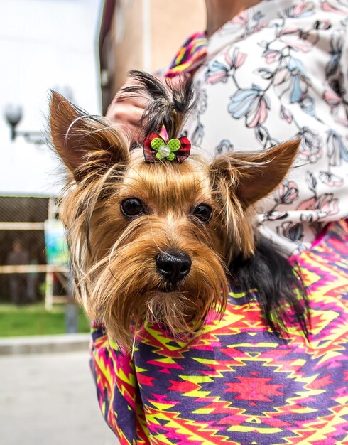 Yorkshire terrierhond