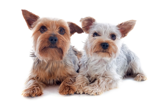 yorkshire terriers