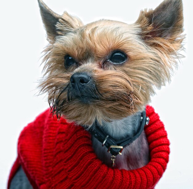 Yorkshire van het puppy terriër