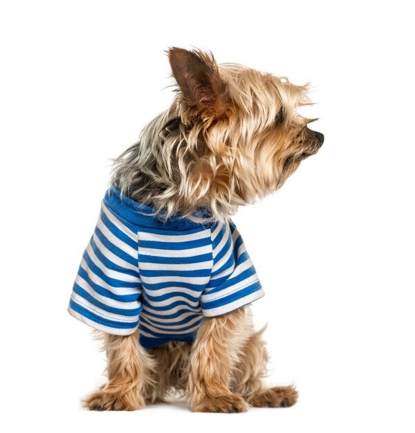 Yorkshire wearing a stripped blue t-shirt, isolated on white