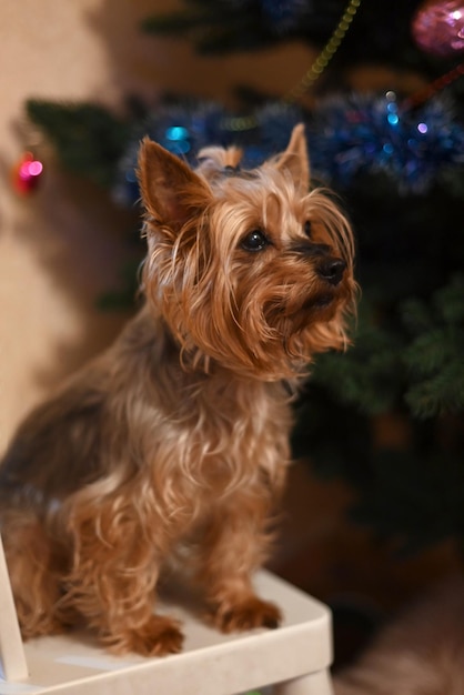 Foto yorkshireterriër dichtbij de nieuwe jaarboom. hond portret.