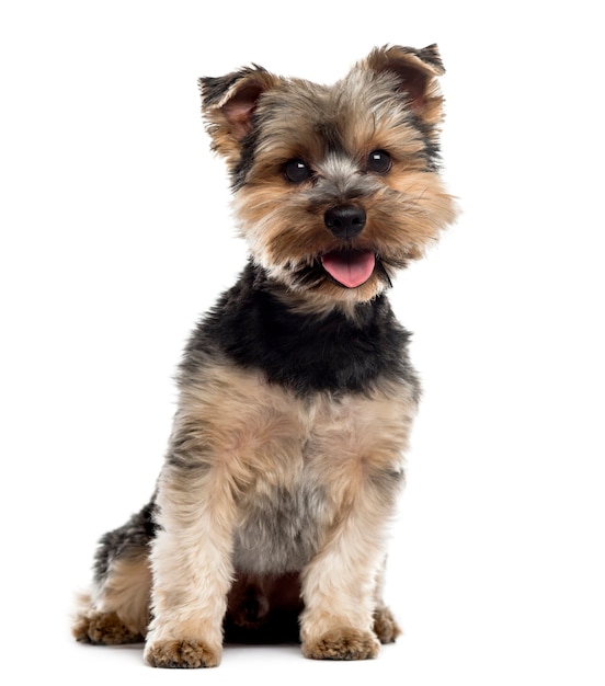 Yorshire Terrier sitting in front of a white wall